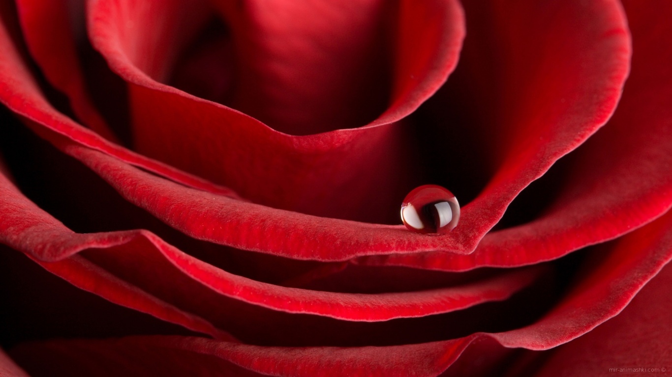 Красная роза на 8 марта~Анимационные блестящие открытки GIF
