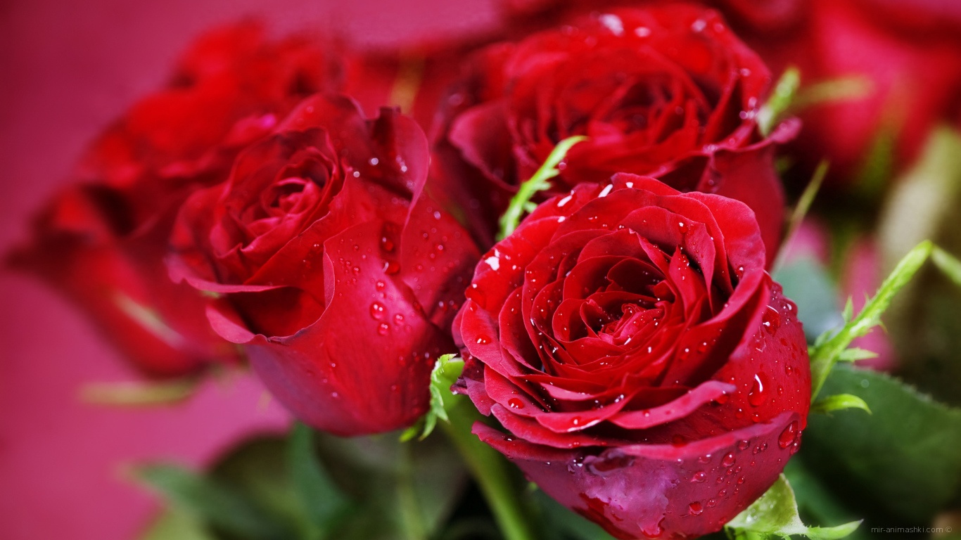 Красные розы на розовом фоне на 8 марта~Анимационные блестящие открытки GIF