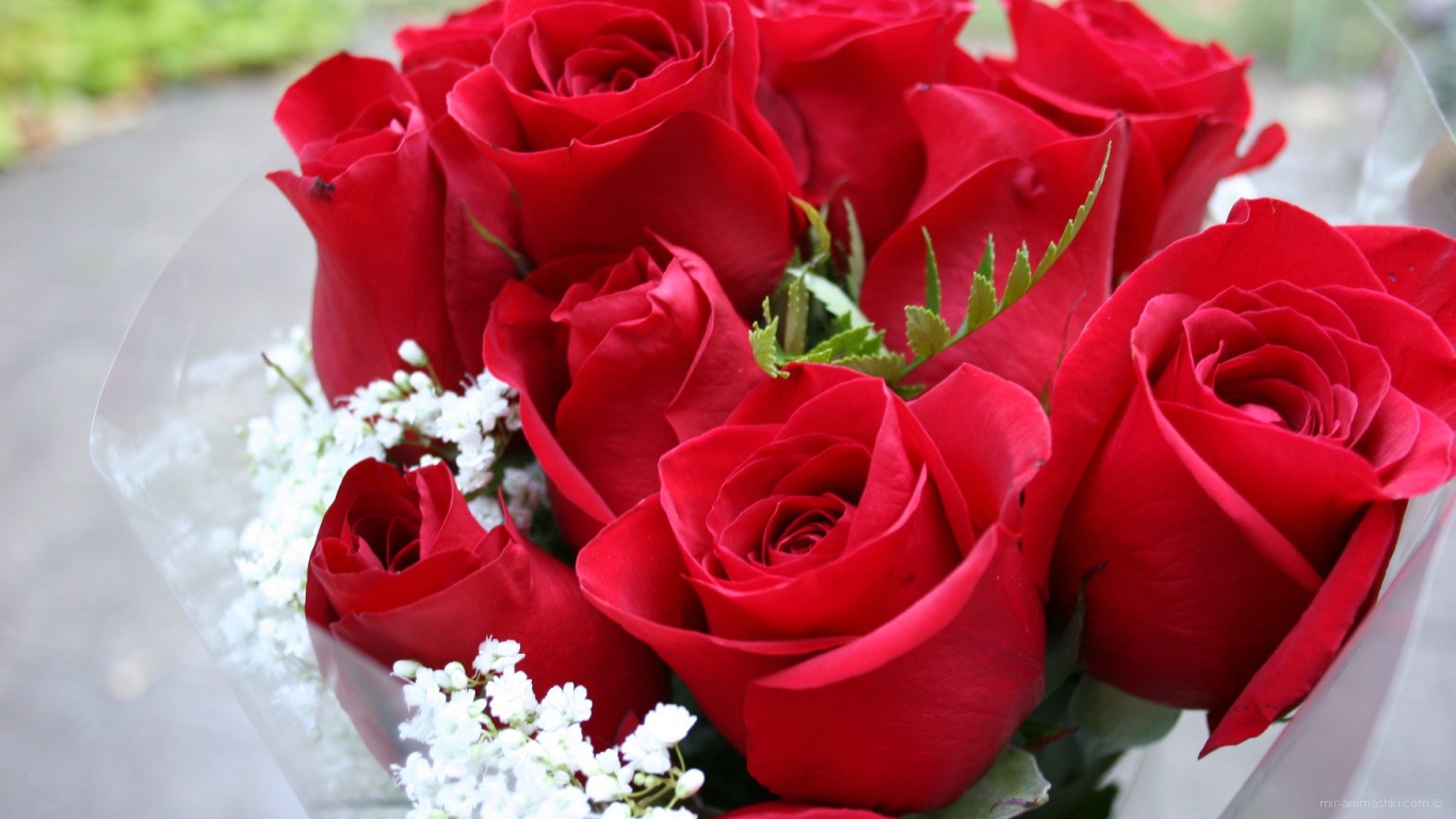 Прекрасный букет красных роз на 8 марта~Анимационные блестящие открытки GIF