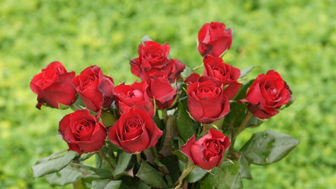 Красные розы на 8 марта на зеленом фоне~Анимационные блестящие открытки GIF