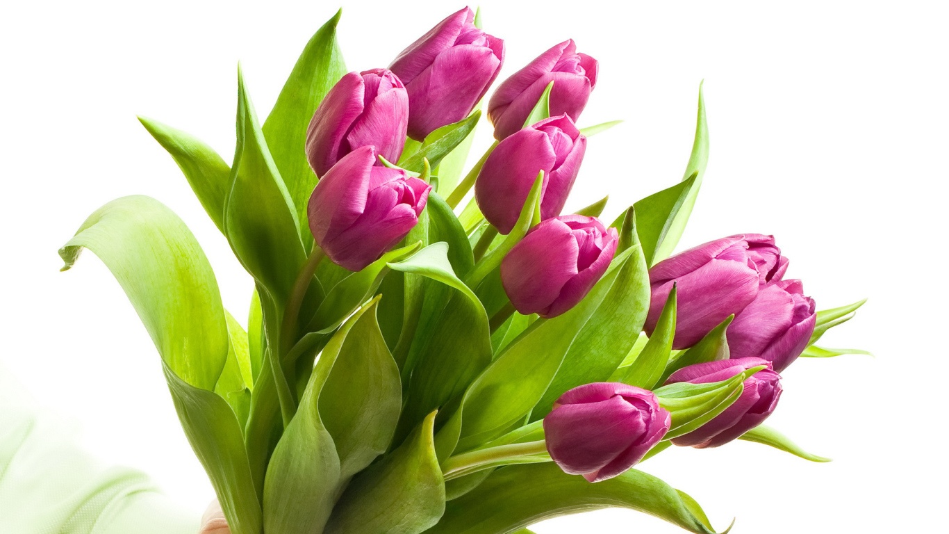 Красивые розовые тюльпаны для девушки на 8 марта~Анимационные блестящие открытки GIF