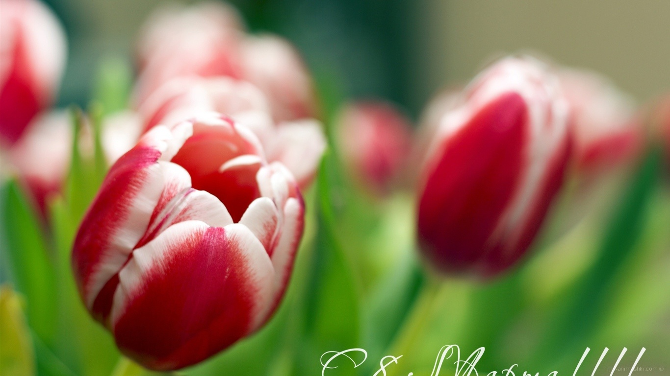 Весенние тюльпаны на 8 марта~Анимационные блестящие открытки GIF