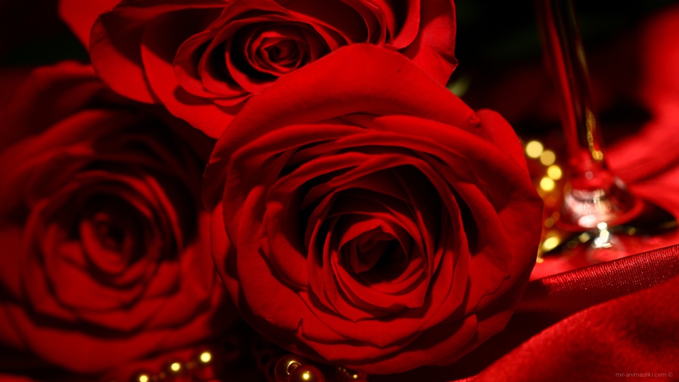 Красные розы на 8 марта на фоне атласа и жемчуга~Анимационные блестящие открытки GIF