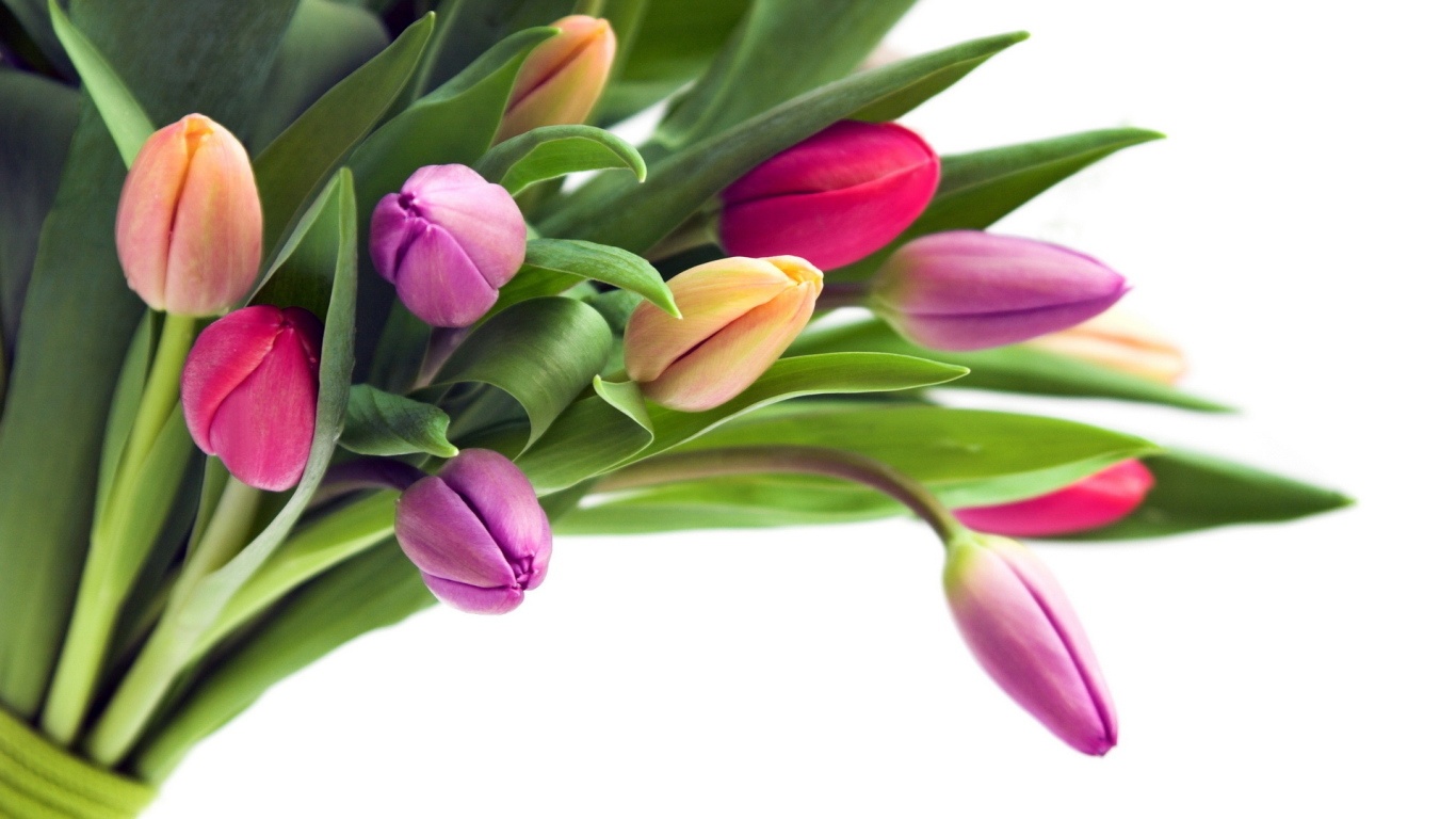 Тюльпаны на белом фоне в подарок на восьмое марта~Анимационные блестящие открытки GIF