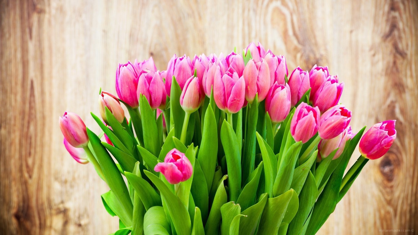 Нежно розовые тюльпаны в букете на 8 марта~Анимационные блестящие открытки GIF
