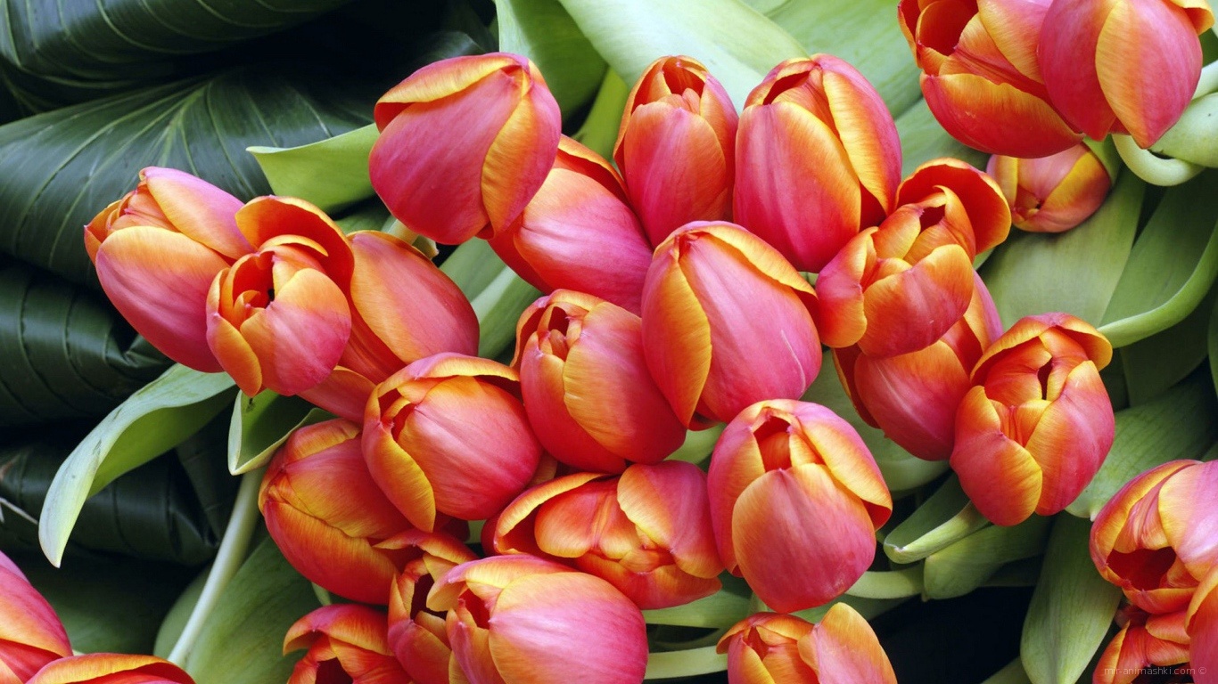 Тюльпаны к дню 8 марта~Анимационные блестящие открытки GIF