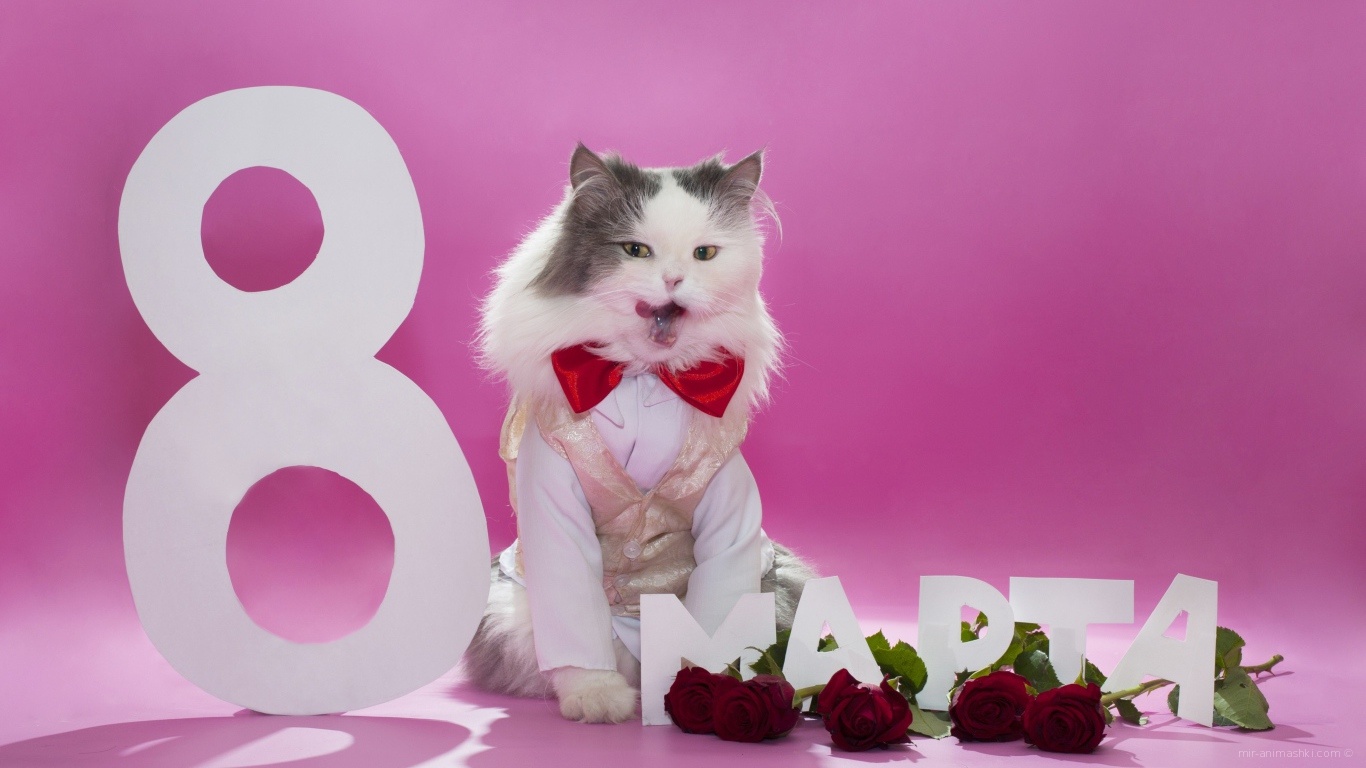 Милый кот поздравляет с 8 марта~Анимационные блестящие открытки GIF