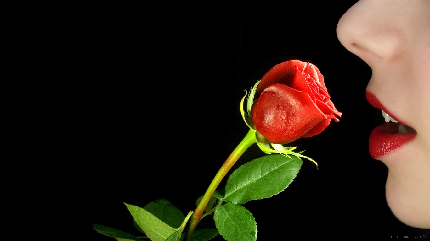 Красная роза в руке у девушки на 8 марта~Анимационные блестящие открытки GIF