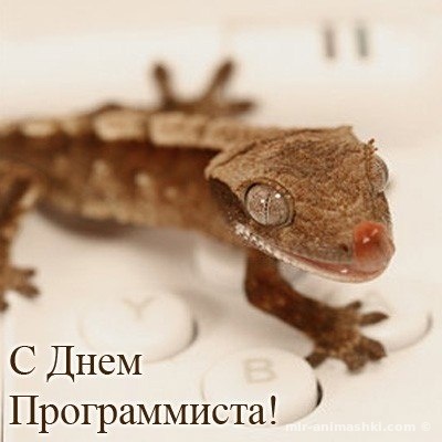Программистам в стихах~Анимационные блестящие открытки GIF