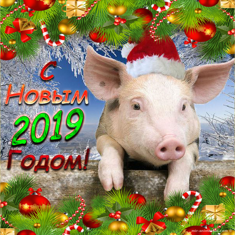 Открытка со свиньей на Новый 2019 год~Анимационные блестящие открытки GIF