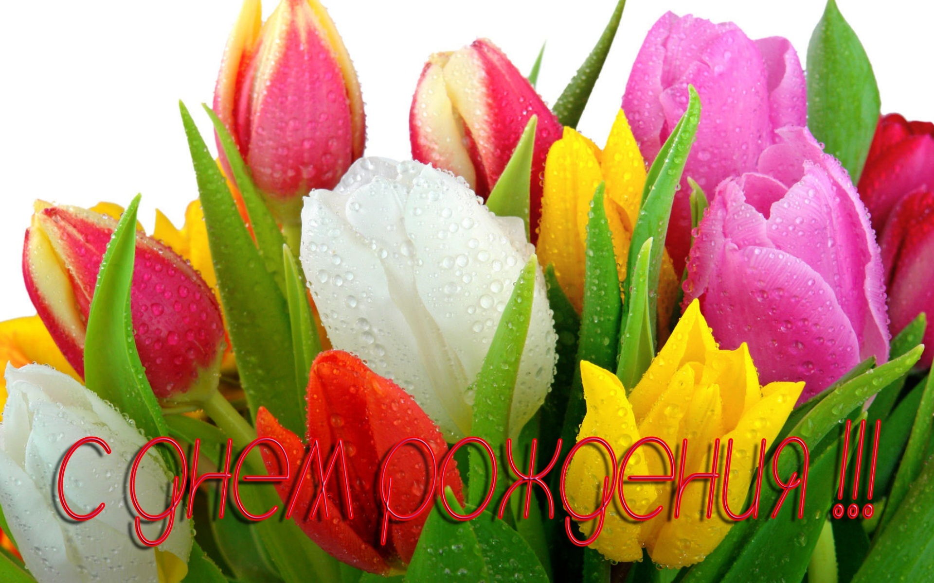 Тюльпаны на день рождения~Анимационные блестящие открытки GIF