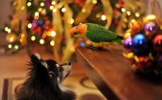 Собака и попугай встречают Рождество