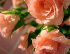 Открытка с розами для Татьяны в Татьянин день