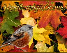 Осенняя анимация,птицы,осень