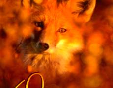 Осень – Рыжая лиса