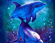 Дельфины на телефон