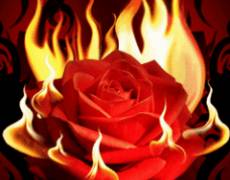 Роза в огне