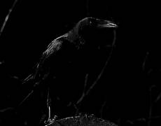 Черный ворон
