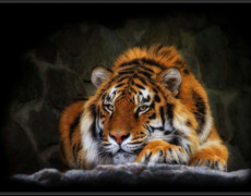 Животное Тигр