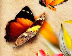 Картинка с бабочками