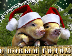 Гиф открытка с Новым годом Свиньи