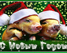 Скачать картинки с Новым Годом свиньи