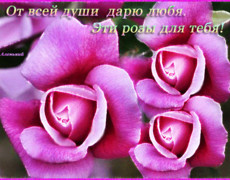 Эти розы для тебя! От души дарю любя!