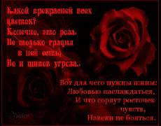 Стихи о розах