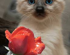 Котенок с розой