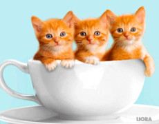 Рыжие котята в чашке