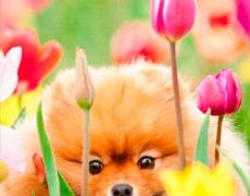 Милая собачка с тюльпанами