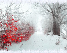 Заснеженные кусты и снегопад