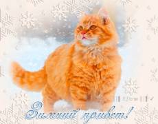 Зимний привет с рыжим котиком