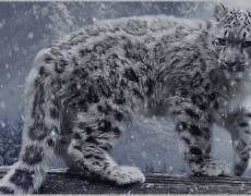 Ирбис снежный леопард