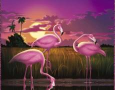 Розовый фламинго в лучах заката