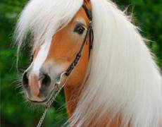 Белогривый конь