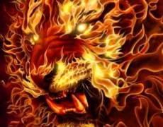 Анимация Огненный тигр