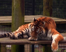 Тигр в зоопарке