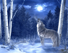 Волк в снежном лесу