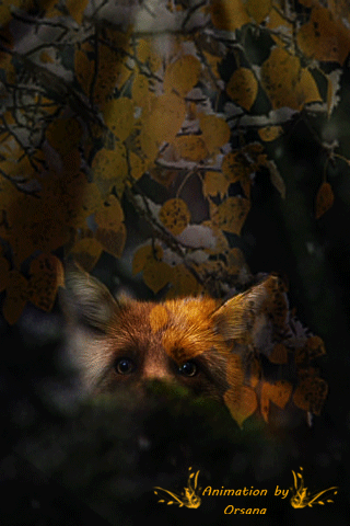 Лисичка в осеннем лесу