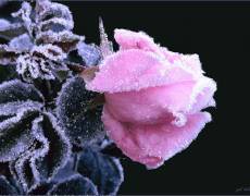 Зимняя розовая роза
