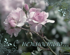 С нежностью… Бело-розовые розы