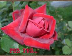 Живая роза для тебя