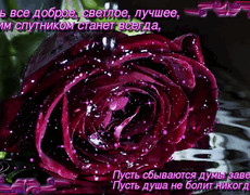 Бархатная гордая красивая бордовая роза