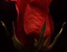 Красная роза gif