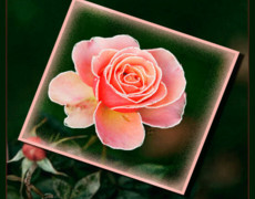 Красивая роза