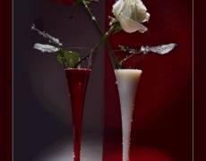 Белая и красная роза