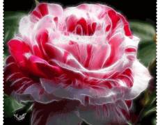 Красивая Роза