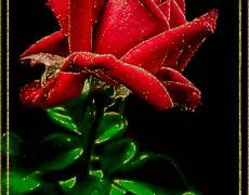 Одинокая роза