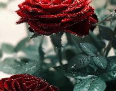 Бархатные розы анимация